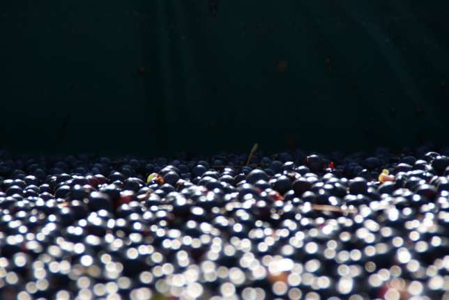 Sival d'or pour Prévimat, l'outil pour prédire la maturité du cabernet franc Sival d'or pour Prévimat, l'outil pour prédire la maturité du cabernet franc