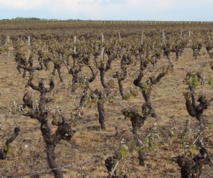 Les secondes morsures du gel Les secondes morsures du gel