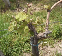 Gel : quelle reprise dans les vignes touchées ? Gel : quelle reprise dans les vignes touchées ?