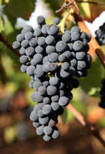 A la recherche des cépages rares de Touraine A la recherche des cépages rares de Touraine