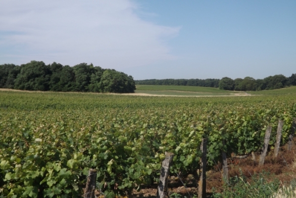 Montlouis : encore plus de vignes préservées