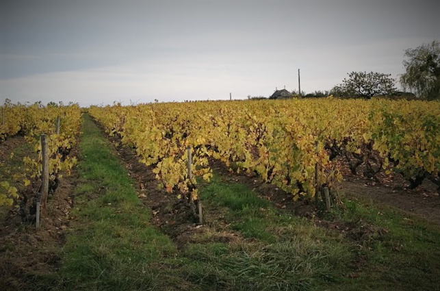 Comment les “bio pratiquent” ? Rendez-vous le 20 novembre Comment les “bio pratiquent” ? Rendez-vous le 20 novembre