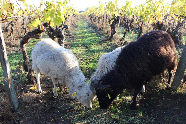 Tondeuse à quatre pattes Tondeuse à quatre pattes