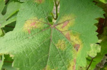 Face au mildiou, le cuivre est le seul remède utilisé en bio. Et même parfois, chez les conventionnels. Face au mildiou, le cuivre est le seul remède utilisé en bio. Et même parfois, chez les conventionnels.
