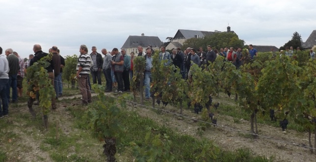 Visites de vignes : le programme Visites de vignes : le programme