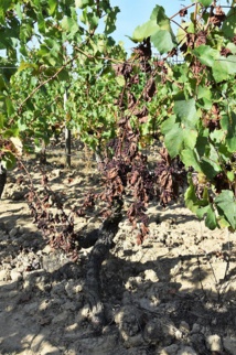 Les maladies du bois toujours actives... Les maladies du bois toujours actives...