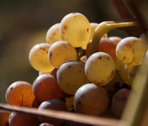 Le chenin en vedette internationale Le chenin en vedette internationale