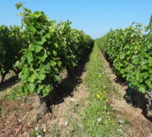 Climat, biocontrôle, goût de souris : colloque le 19 juillet Climat, biocontrôle, goût de souris : colloque le 19 juillet