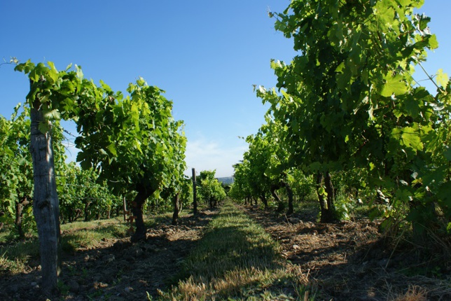 + 3 200 ha en bio sur la Loire depuis 2011 + 3 200 ha en bio sur la Loire depuis 2011