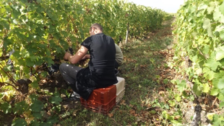 Les vendanges, leur « deuxième chance » Les vendanges, leur « deuxième chance »