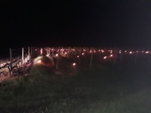 De nombreuses parcelles ont été éclairées au petit matin dans le vignoble ligérien. De nombreuses parcelles ont été éclairées au petit matin dans le vignoble ligérien.