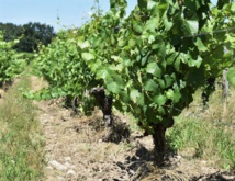 1 250 ha de bio en plus 1 250 ha de bio en plus