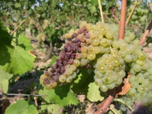 Les fortes chaleurs ont provoqué des grillures. Ici sur chenin. Les fortes chaleurs ont provoqué des grillures. Ici sur chenin.