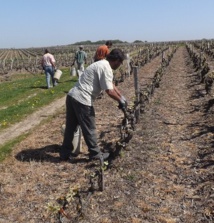 La viticulture recrute : rendez-vous le 3 novembre à Amboise La viticulture recrute : rendez-vous le 3 novembre à Amboise
