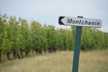 Les crus d'Anjou Blanc en bonne voie Les crus d'Anjou Blanc en bonne voie