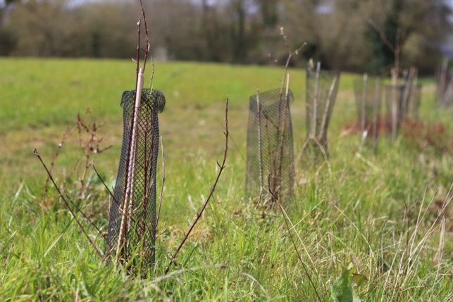 4 km de haies plantés cet hiver dans le vignoble nantais 4 km de haies plantés cet hiver dans le vignoble nantais