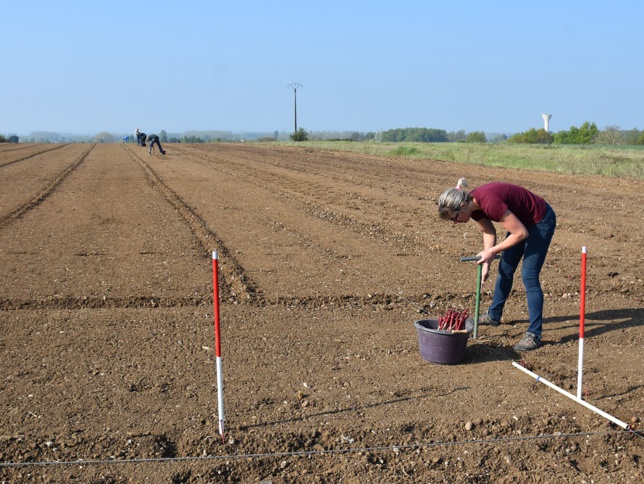 La vigne reprend vie à Mazé La vigne reprend vie à Mazé