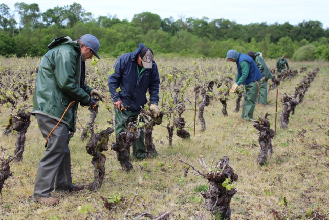 L'Esat Sud-Loire compte 3 équipes spécialisées dans les travaux viticoles manuels.