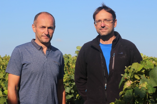 Olivier Beaumard (à gauche) et Frédéric Guilbert dirigent l’exploitation viticole du lycée de Briacé.
