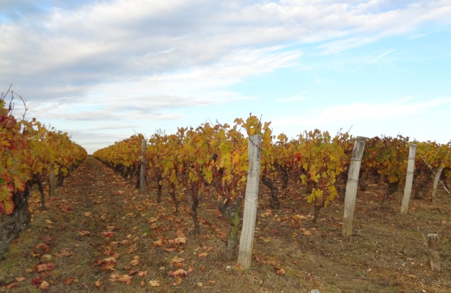 5 000 ha de vignes bio en Centre Val de Loire