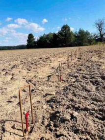 Les premiers pieds de lignage plantés par la famille Puzelat. crédit S. Manuel Les premiers pieds de lignage plantés par la famille Puzelat. crédit S. Manuel