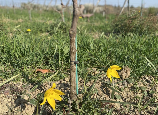 La tulipe sauvage reprend vie dans les vignes La tulipe sauvage reprend vie dans les vignes