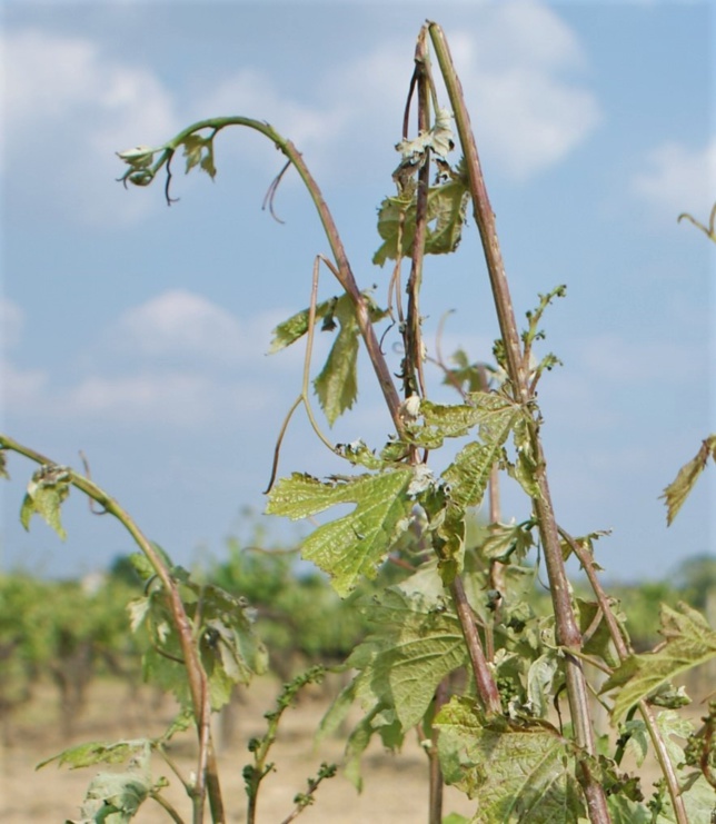 La grêle n'a pas épargné le Val de Loire La grêle n'a pas épargné le Val de Loire