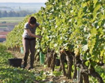 En Anjou, une campagne de territoire pour recruter des vendangeurs En Anjou, une campagne de territoire pour recruter des vendangeurs
