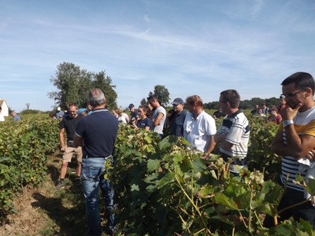 Visites de vignes réunions pré-vendanges : le programme Visites de vignes réunions pré-vendanges : le programme