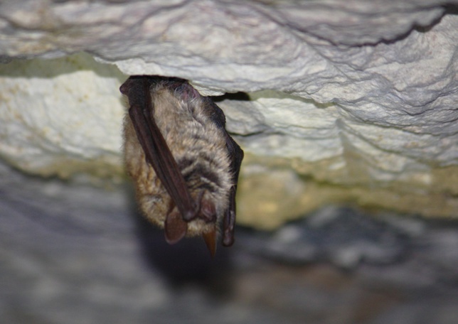 Mieux protéger les chauves-souris Mieux protéger les chauves-souris