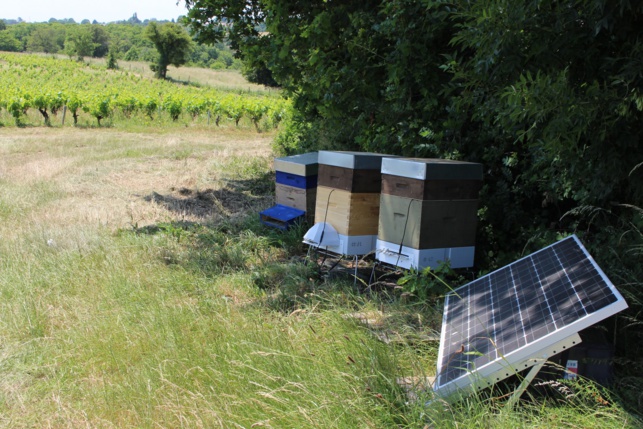 Les ruches connectées sont installées en bordure de parcelles comme ici à Divatte-sur-Loire.