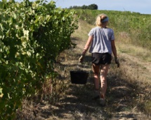 Dans le vignoble angevin, les jeunes salariés peuvent loger chez l’habitant Dans le vignoble angevin, les jeunes salariés peuvent loger chez l’habitant