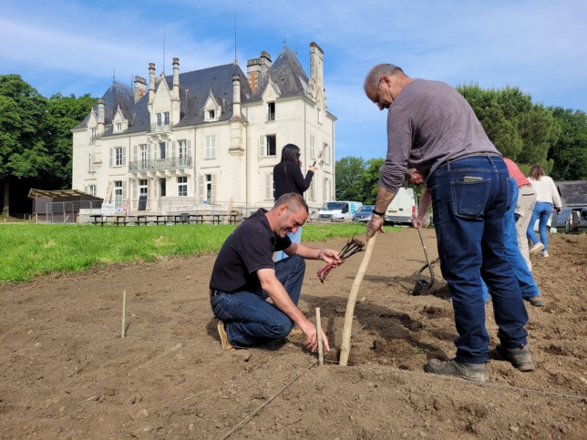 De la vigne dans le parc du Château de la Frémoire De la vigne dans le parc du Château de la Frémoire
