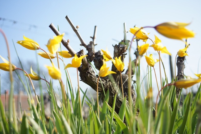 La poursuite du programme permettrait notamment au CPIE de travailler sur la multiplication de la tulipe à partir de graines, et de réaliser un inventaire des populations autour de Vouvray. (photo crédit C. Corolller) La poursuite du programme permettrait notamment au CPIE de travailler sur la multiplication de la tulipe à partir de graines, et de réaliser un inventaire des populations autour de Vouvray. (photo crédit C. Corolller)