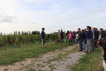 Visites de vignes pré-vendanges : le programme Visites de vignes pré-vendanges : le programme