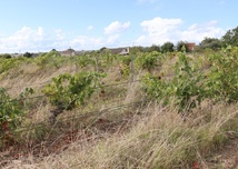 Friches : plus de 350 ha recensés Friches : plus de 350 ha recensés