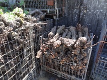 Un projet pour valoriser les ceps arrachés Un projet pour valoriser les ceps arrachés