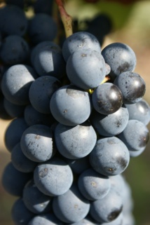 Journée spéciale “grolleau” le 22 avril Journée spéciale “grolleau” le 22 avril