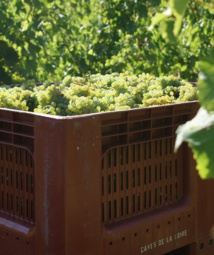 En 2014, les Caves de la Loire ont augmenté leur volume de bulles de 15 %.