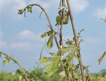 Le réseau para-grêle en Touraine a besoin de volontaires Le réseau para-grêle en Touraine a besoin de volontaires