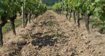 Des MAE pour les vignerons du Layon, de l’Aubance et du Louet