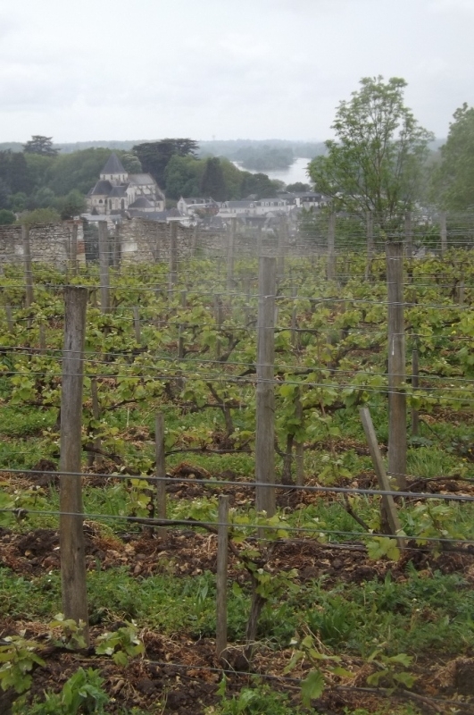Le Clos des Châteliers à Amboise, une parcelle emblématique de Touraine Amboise