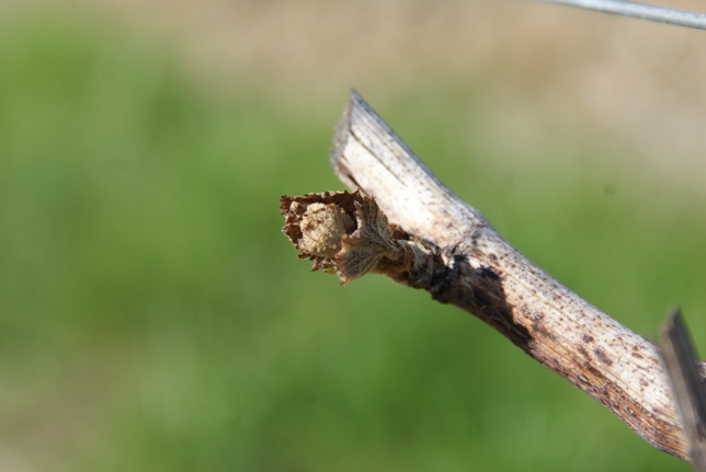 Gros coups de froid sur le Val de Loire Gros coups de froid sur le Val de Loire