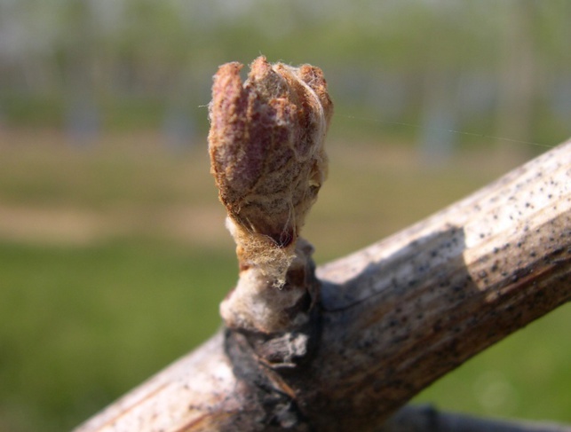 Gel : les dégâts se précisent en Val de Loire Gel : les dégâts se précisent en Val de Loire