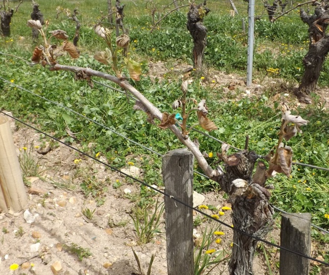 Gel : en Indre-et-Loire, les premières mesures d'aides Gel : en Indre-et-Loire, les premières mesures d'aides