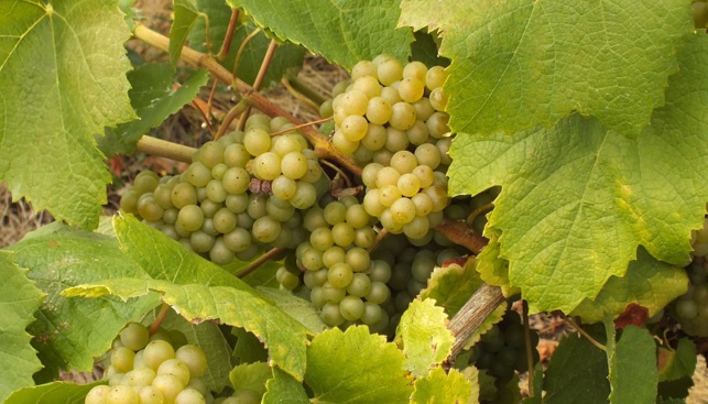 Outre le melon, le chardonnay, le sauvignon gris et le colombard pourrait composer l'encépagement du Muscadet AC. Outre le melon, le chardonnay, le sauvignon gris et le colombard pourrait composer l'encépagement du Muscadet AC.