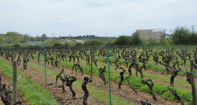 Dans cette carrière, en second plan sur la photo, une centrale de production de bitume a été installée tout près des vignes.