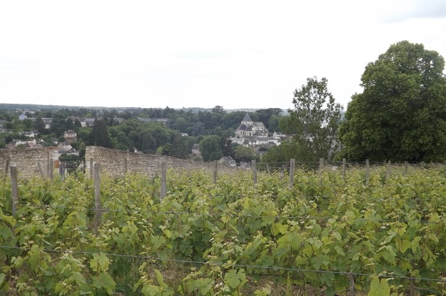 La vigne du Clos des Châteliers à Amboise. En 2025, 69 ha ont été revendiqués en Touraine Amboise