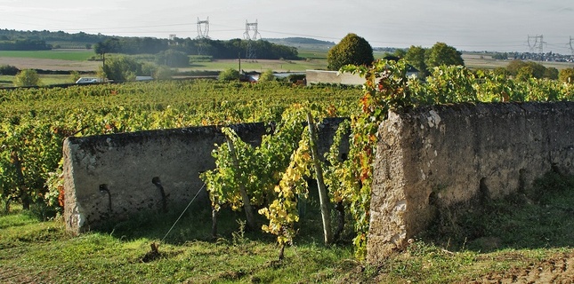Une partie des ceps sont plantés le long d'un mur, le pied à l'ombre, les raisins au soleil.