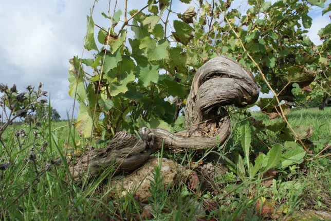 A la recherche des vieux chenins A la recherche des vieux chenins